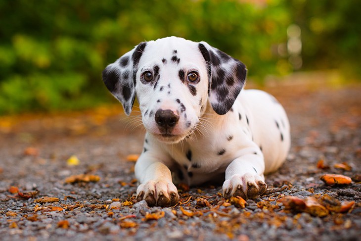 Everything You Needed To Know About The Dalmatian Puppy Before Buying Them